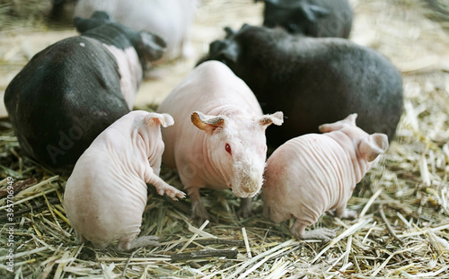 Canvas Print Hairless Guinea Pig with a baby