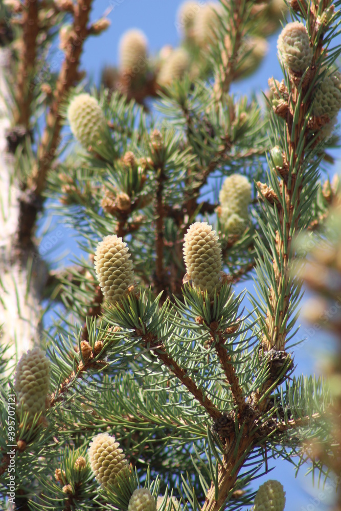 firs and fir trees with cones and needles firs and fir trees with cones and needles