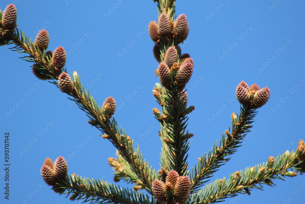firs and fir trees with cones and needles firs and fir trees with cones and needles