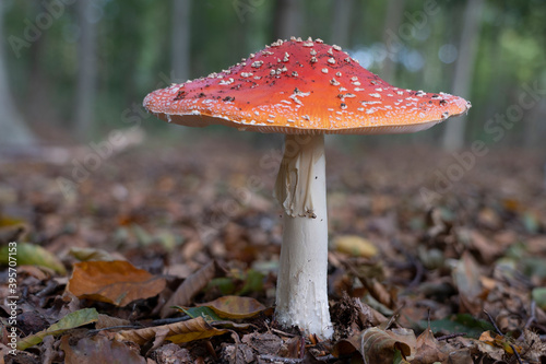 A beautiful focus-stacked Fly Agaric (Amanita muscaria) in the park De Horsten in Wassenaar photo