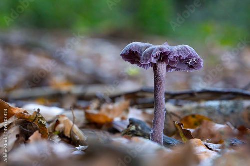 A nice specimen of the Amethyst mushroom (Laccaria amethistina) in the park De Horsten in Wassenaar photo