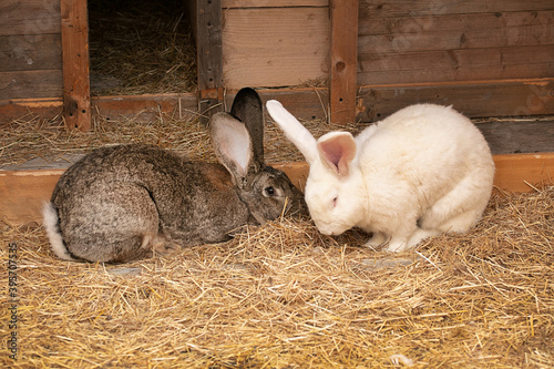 Two giant white and grey rabbits in their pen