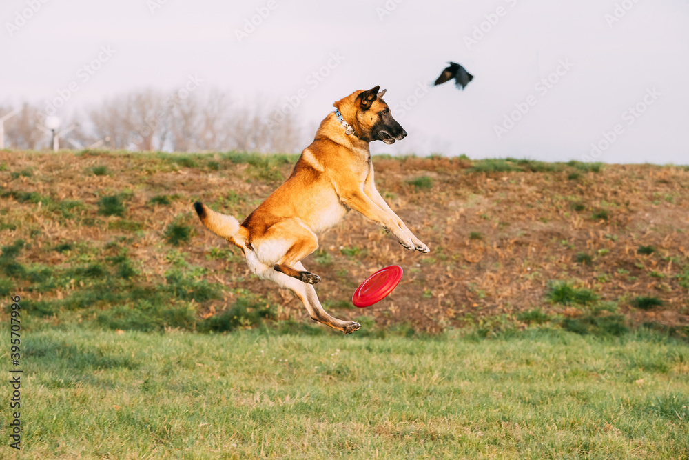 Funny Malinois Dog Play Jumping With Plate Toy Outdoor In Park. Belgian Sheepdog Are Active, Intelligent, Friendly, Protective, Alert And Hard-working. Belgium, Chien De Berger Belge Dog Funny Malinois Dog Play Jumping With Plate Toy Outdoor In Park. Belgian Sheepdog Are Active, Intelligent, Friendly, Protective, Alert And Hard-working. Belgium, Chien De Berger Belge Dog