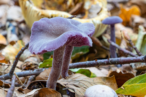 This is a focus-stacked image of some Amethyst mushrooms (Laccaria amethistina) in the park De Horsten in Wassenaar photo