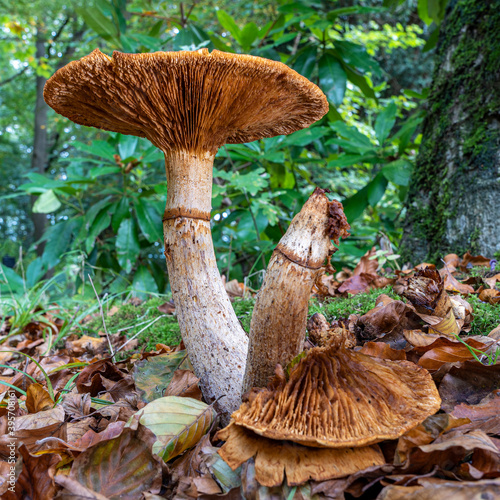 This large mushroom, possibly the Cortinarius trivialis, was in the park De Horsten in Wassenaar photo