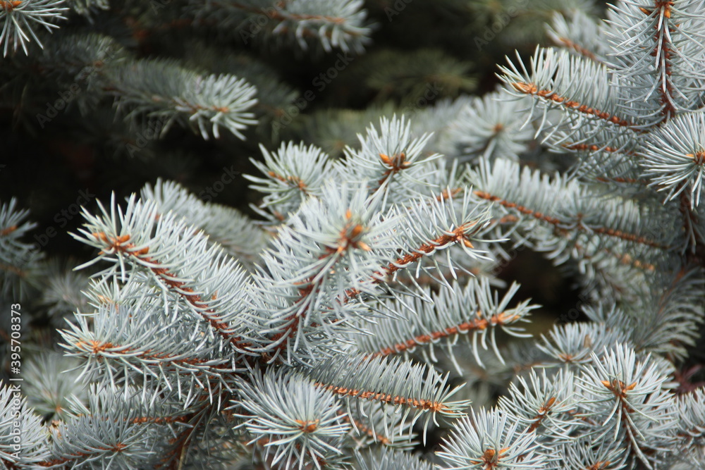 firs and fir trees with cones and needles firs and fir trees with cones and needles