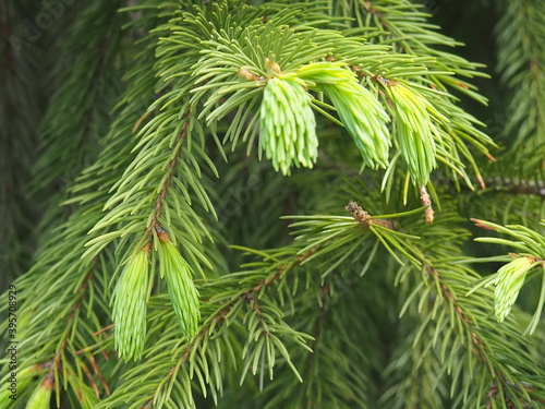 firs and fir trees with cones and needles