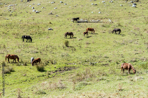 horses pasturing on green meadow near Godi pass, Abruzzo, Italy photo