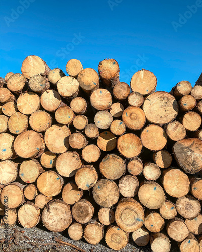 legni boschi tronchi catasta tronchi falegnameria segheria lavorare legno montagna foresta 