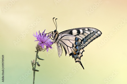 Wonderful butterfly Papilio machaon  spread its wings on a summer day on a pink field flower © NATALYA
