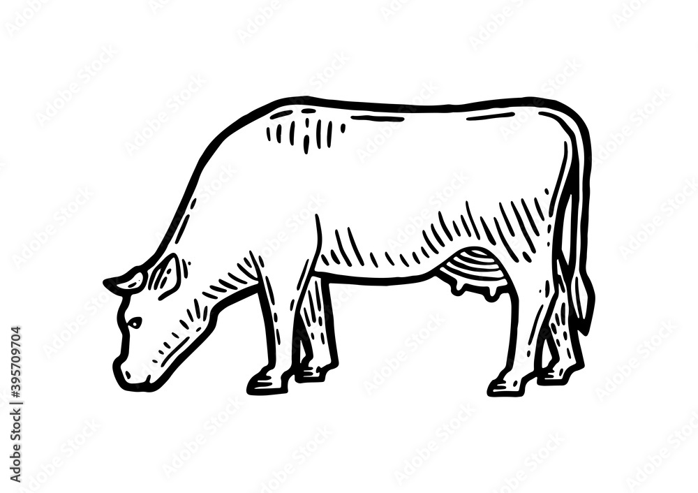Farm animal. Cow sketch. Hand drawn. Vintage style. Black and white vector illustration isolated on white background.
