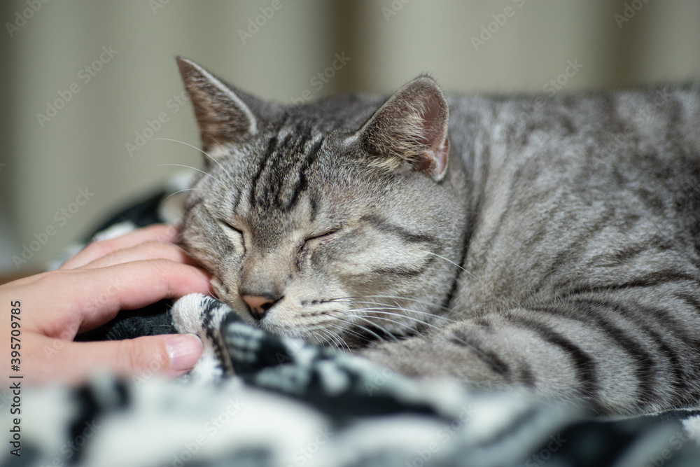 猫と暮らす日々 サバトラ猫 猫と暮らす日々 サバトラ猫