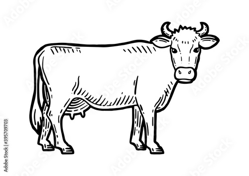 Farm animal. Cow sketch. Hand drawn. Vintage style. Black and white vector illustration isolated on white background.