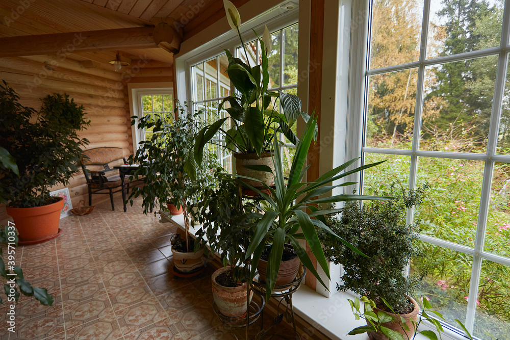 decorative plants on patio in wooden house