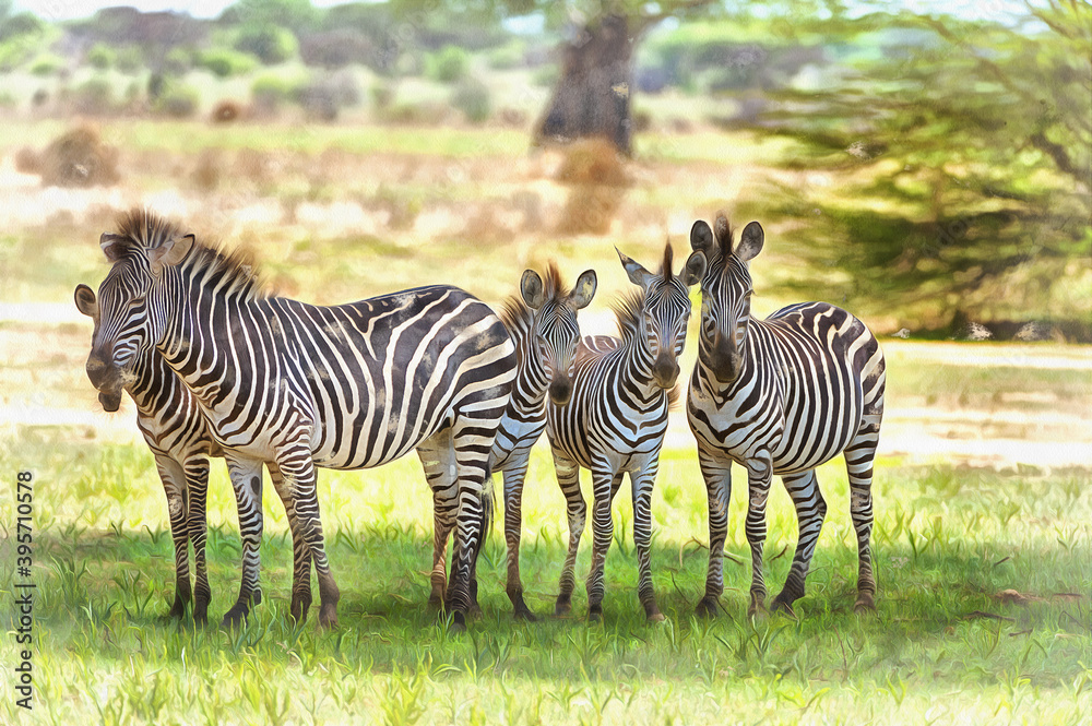 Fototapeta premium Zebra, Equs burchelli in African savannah East Africa Tanzania