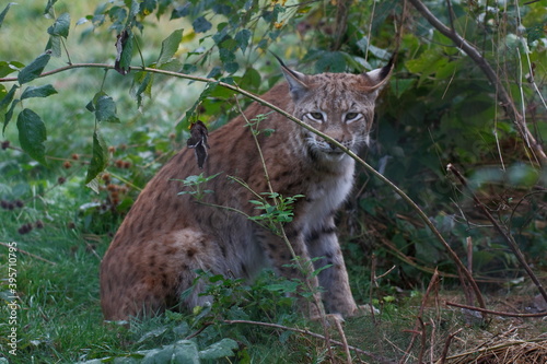 Fast lynx in its outdoor enclosure