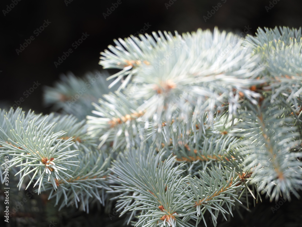 firs and fir trees with cones and needles