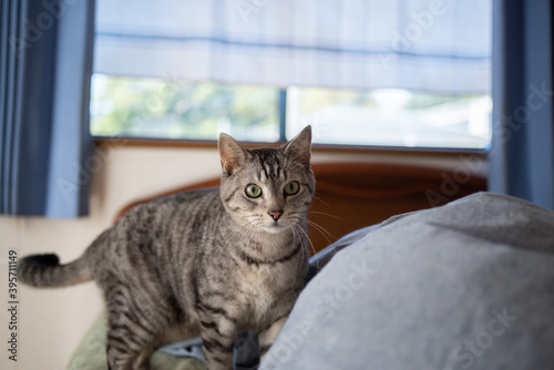 Fototapeta Naklejka Na Ścianę i Meble -  寝室にいる猫　サバトラ猫
