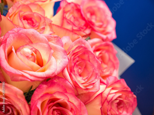 Close-up of a large bouquet of pink roses on a blue background. Bouquet of roses. pink roses. Selective focus  shallow depth of field