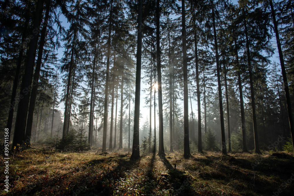 Waldidylle im Wald, Sonnengegenlicht durchbricht den Nebel und lässt die Bäume lange Schatten werfen. Waldidylle im Wald, Sonnengegenlicht durchbricht den Nebel und lässt die Bäume lange Schatten werfen.