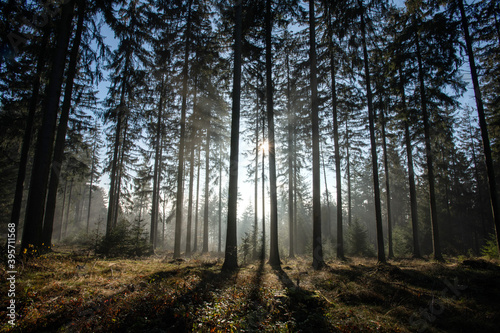 Fototapeta Naklejka Na Ścianę i Meble -  Waldidylle im Wald, Sonnengegenlicht durchbricht den Nebel und lässt die Bäume lange Schatten werfen.