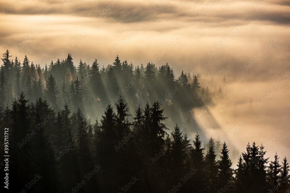 Forest in morning fog. Fog divided by sun rays. Misty morning view in wet mountain area. 
