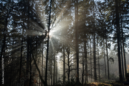 Waldidylle im Wald, Sonnengegenlicht durchbricht den Nebel und lässt die Bäume lange Schatten werfen.