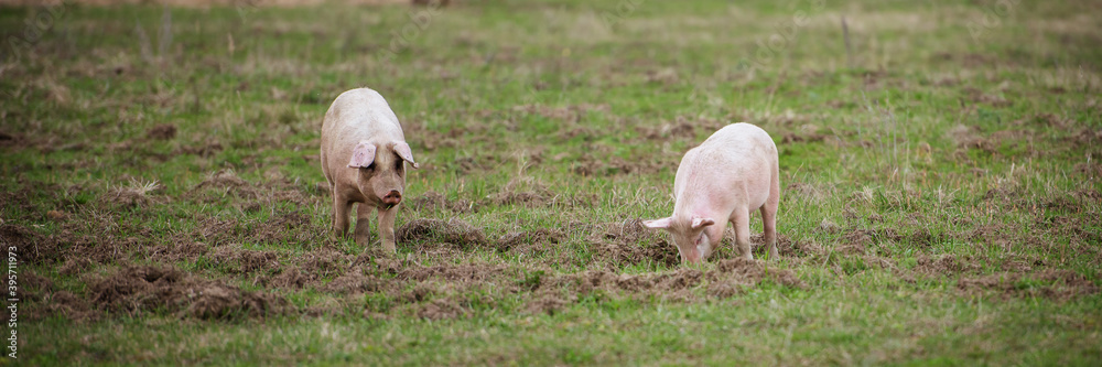 Three pigs graze on the farm. Extra wide banner Three pigs graze on the farm. Extra wide banner