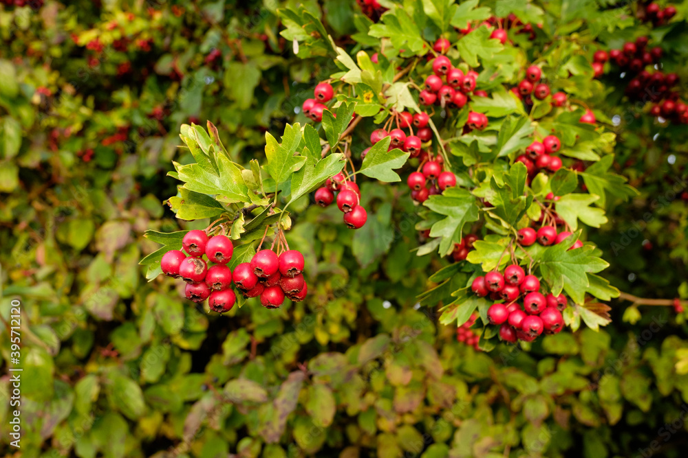 Rote Beeren des Weißdorn (Lat.: Crataegus) zwischen grünen Blättern an einer Hecke im Herbst