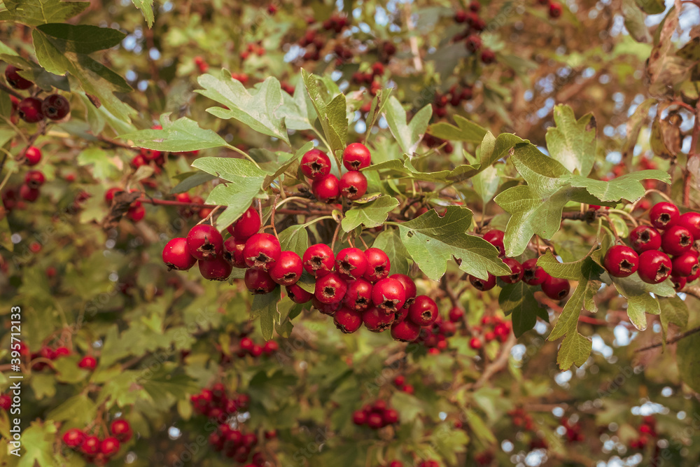 Reife Beeren des Weißdorn (Lat.: Crataegus) im Herbst an einer Hecke