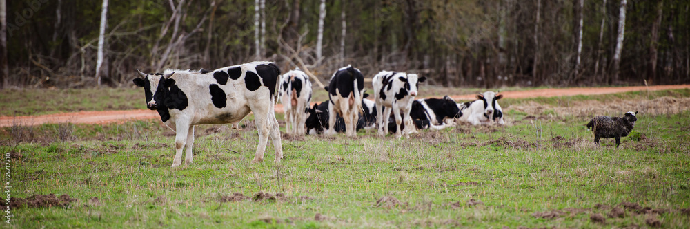 a herd of cows, pigs, swines and sheep grazing on the farm a herd of cows, pigs, swines and sheep grazing on the farm