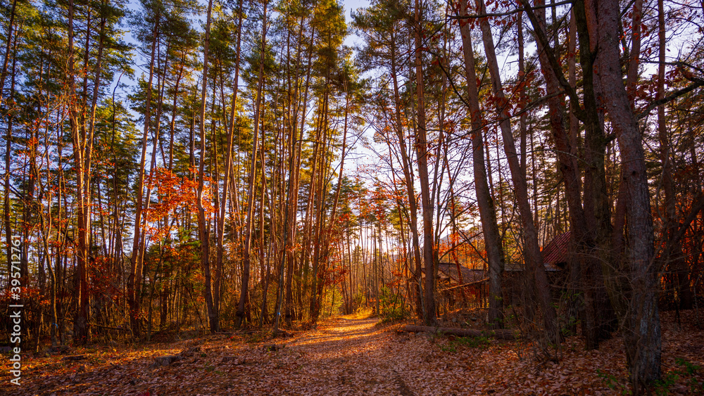 Obraz premium 有明山通り