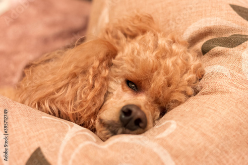 A sad sick tired poodle lies on the bed on a pillow.