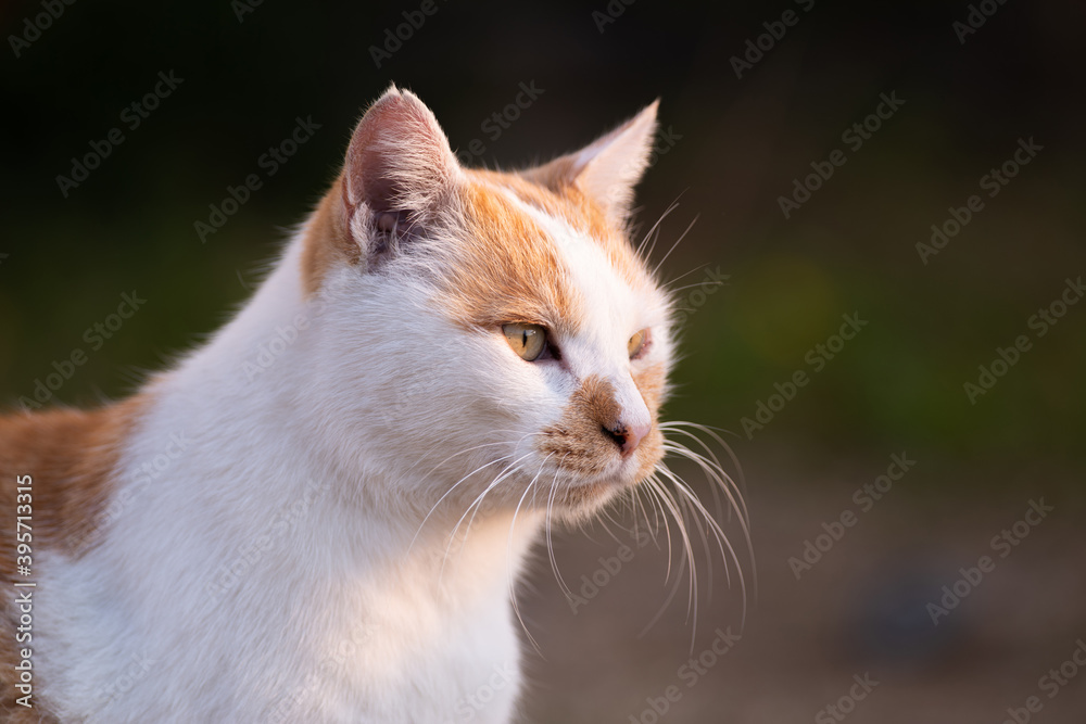 じっと見つめる猫　茶白猫