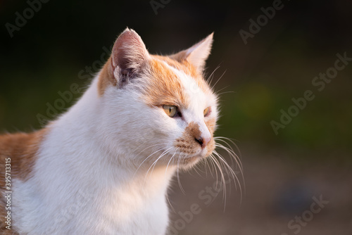 じっと見つめる猫 茶白猫
