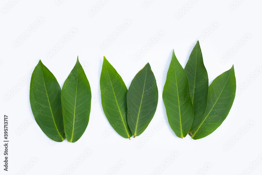 Fototapeta premium Rose apple leaves on white background.