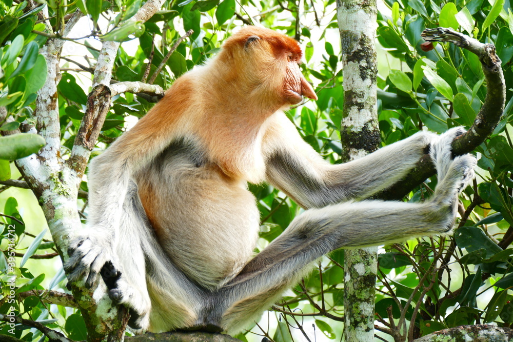Naklejka premium Photo picture of a beautiful monkey nasach Nasalis larvatus against the backdrop of the tropical island jungle.