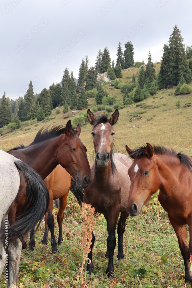 Obraz premium horses in the mountains