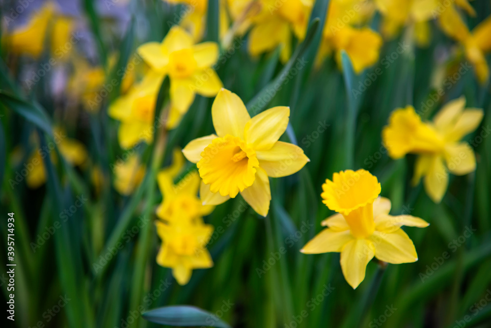 Amazing Yellow Daffodils flower field in the morning sunlight. The perfect image for spring background, flower landscape. Amazing Yellow Daffodils flower field in the morning sunlight. The perfect image for spring background, flower landscape.