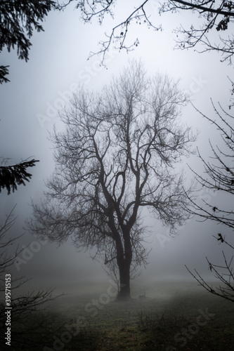 Ein kahler Baum im Nebel mittig im Bild eingerahmt durch Äste von Bäumen im Vordergrund