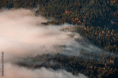 Nebel kriecht im Thal über den herbsltichen Nadelwald