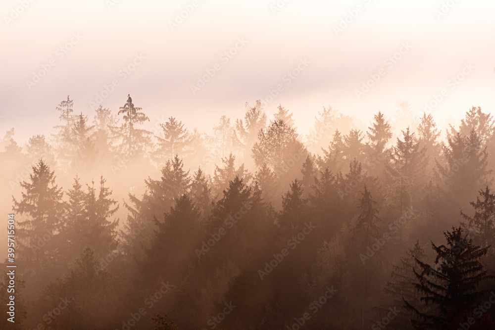 Schichten aus Nadelbäumen im Nebel zu Sonnenaufgang