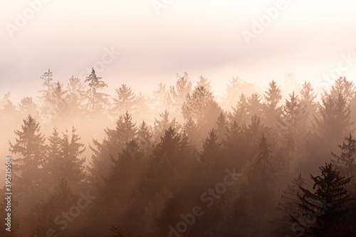 Schichten aus Nadelb  umen im Nebel zu Sonnenaufgang
