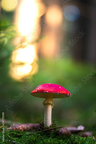 Ein Fliegenpilz steht im Wald, das Licht kommt von hinten und rundherum sind Bäume zu sehen