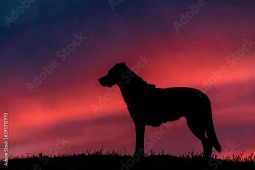 Die Silhouette eines gro  en Hundes auf einem H  gel im Gegenlicht des pinken Himmels nach dem Sonnenuntergang 