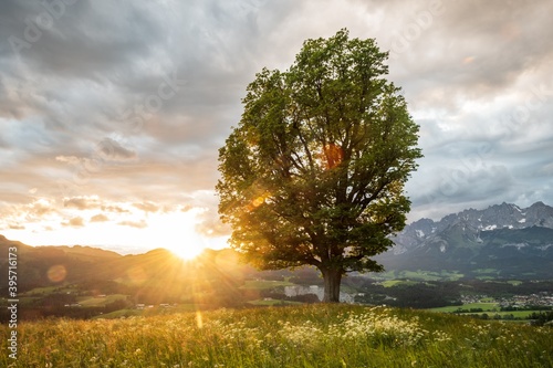 Baum auf Hügel vor Bergkette 