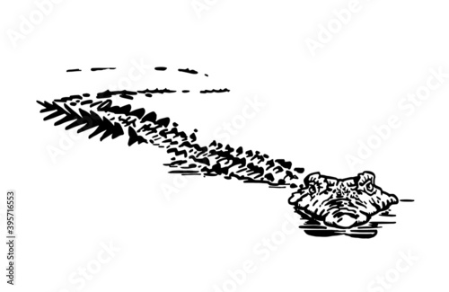Graphical crocodile in water isolated on white background, vector illustration