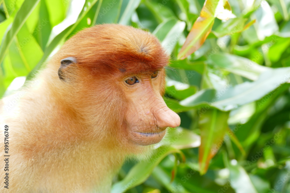 Fototapeta premium Photo picture of a beautiful monkey nasach Nasalis larvatus against the backdrop of the tropical island jungle.