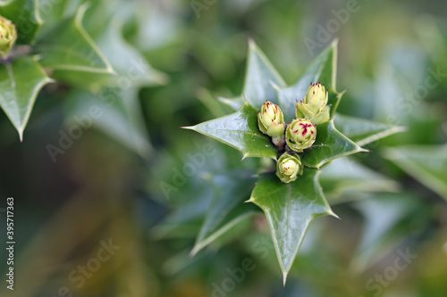 Perny holly leaf buds photo