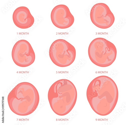 Baby in the womb from 1 to 9 month pregnancy.